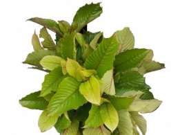 images/productimages/small/yellow borneo kratom leaves.jpg